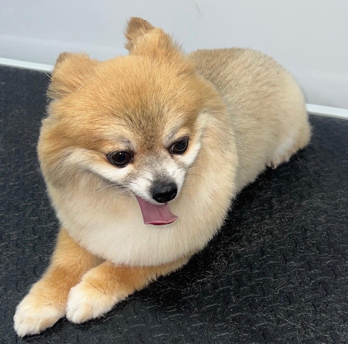 Pet grooming