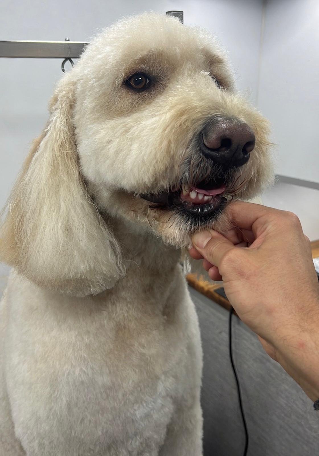Pet grooming