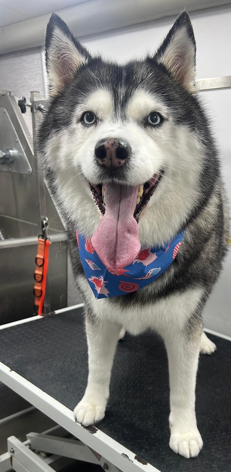 Pet grooming