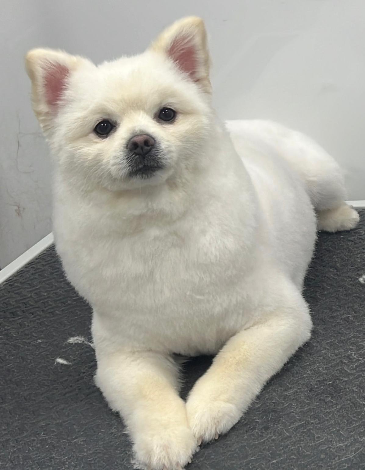 Pet grooming