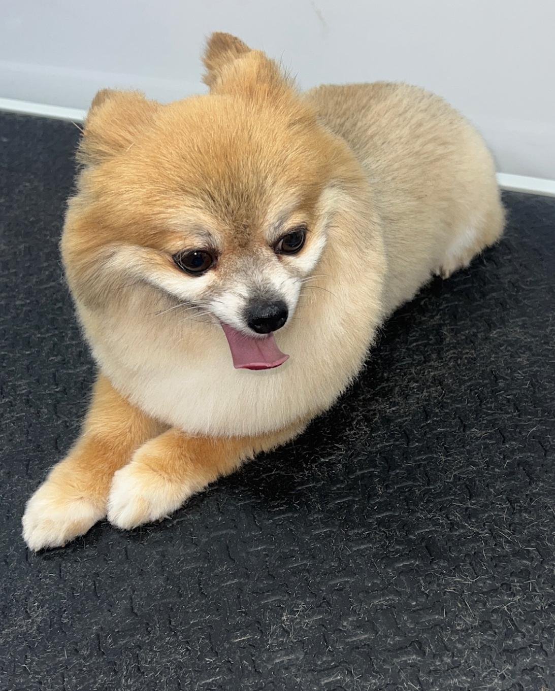 Pet grooming