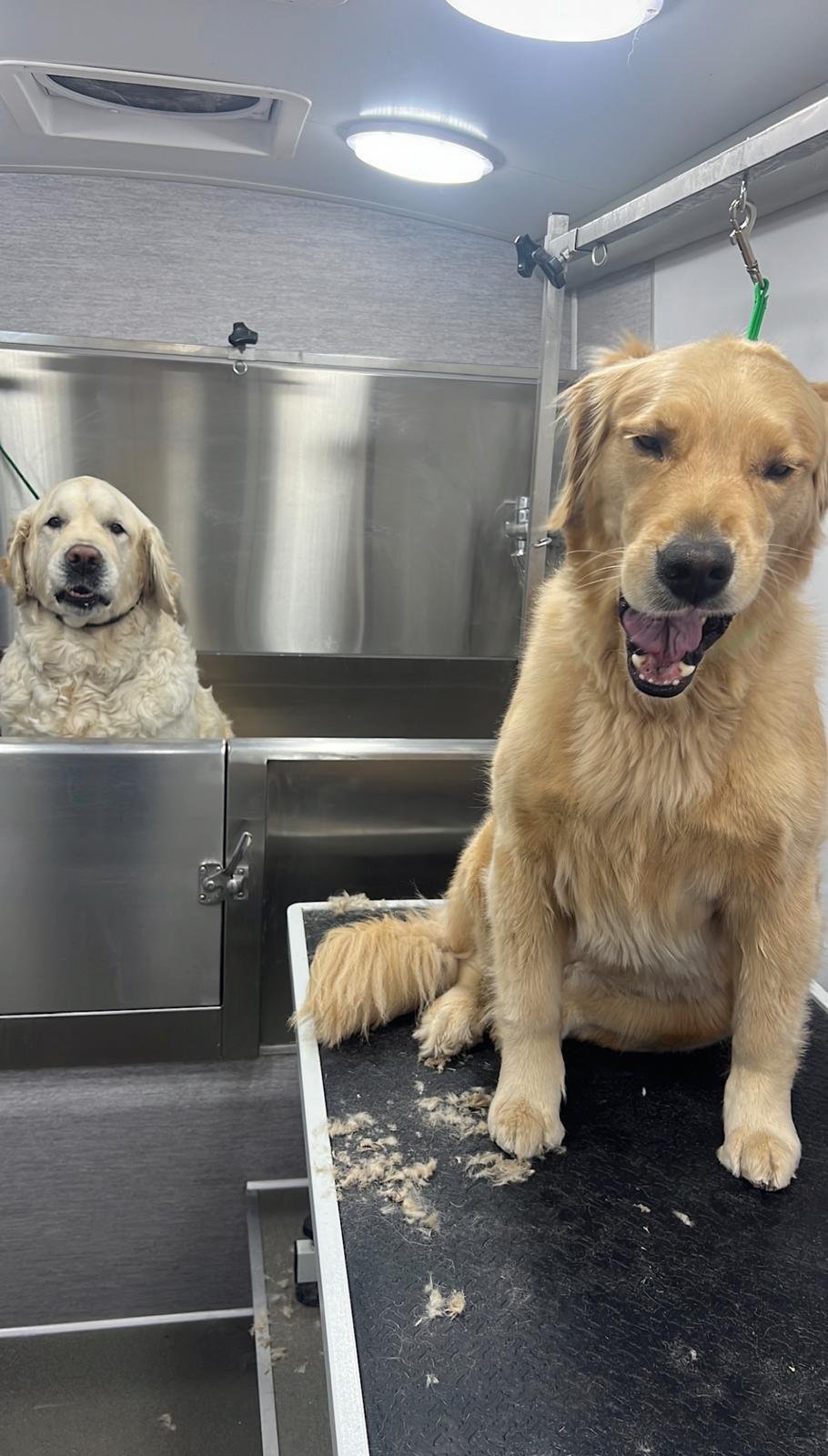 Pet grooming