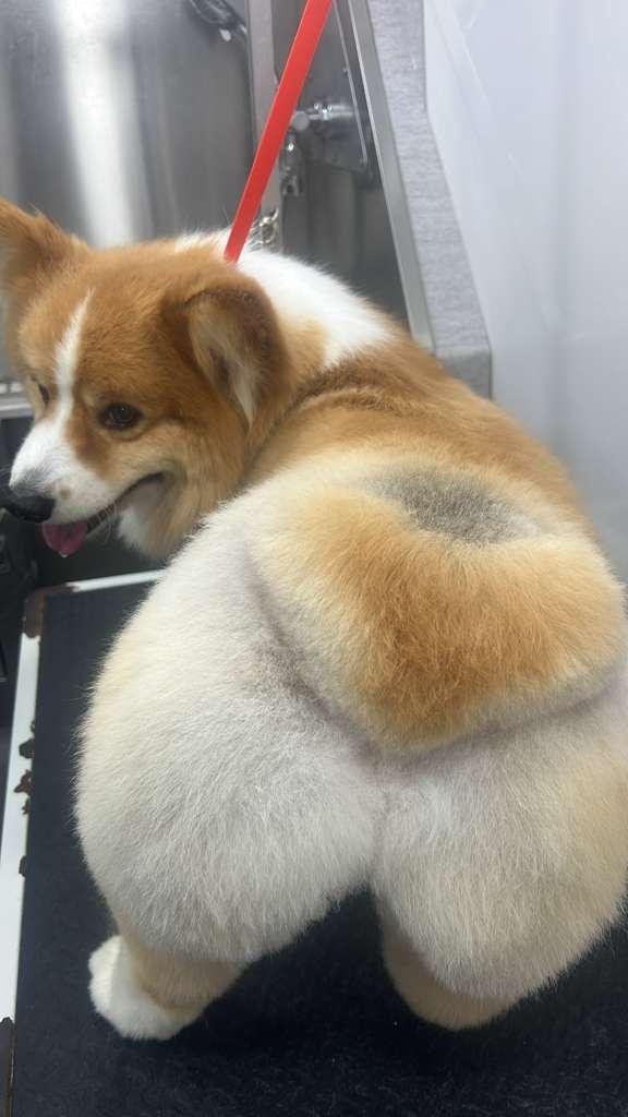 Pet grooming