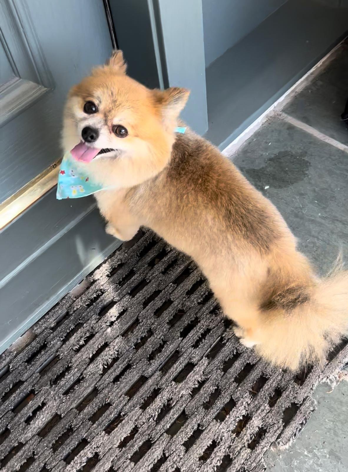 Pet grooming