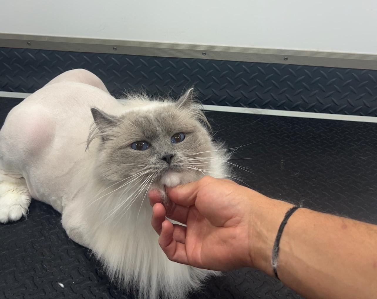 Pet grooming