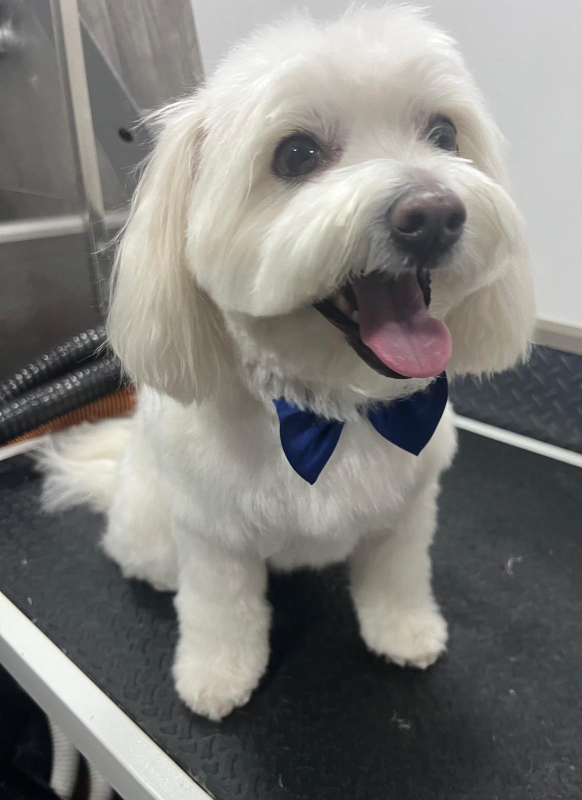 Pet grooming