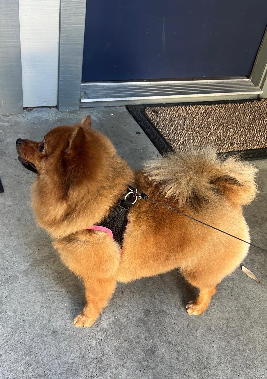 Pet grooming