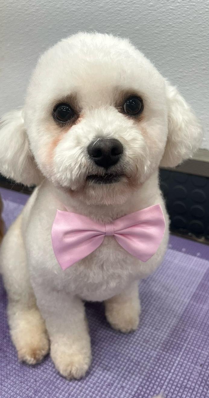 Pet grooming