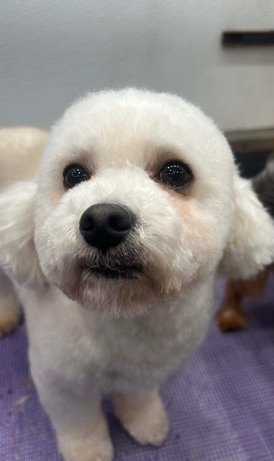 Pet grooming