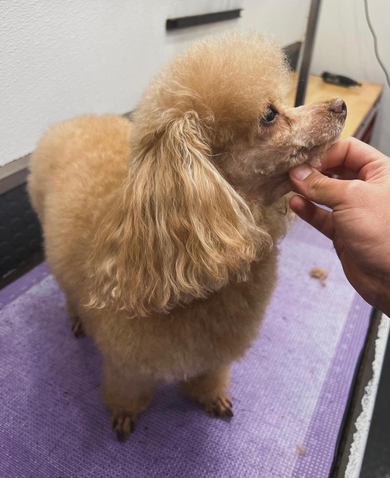 Pet grooming