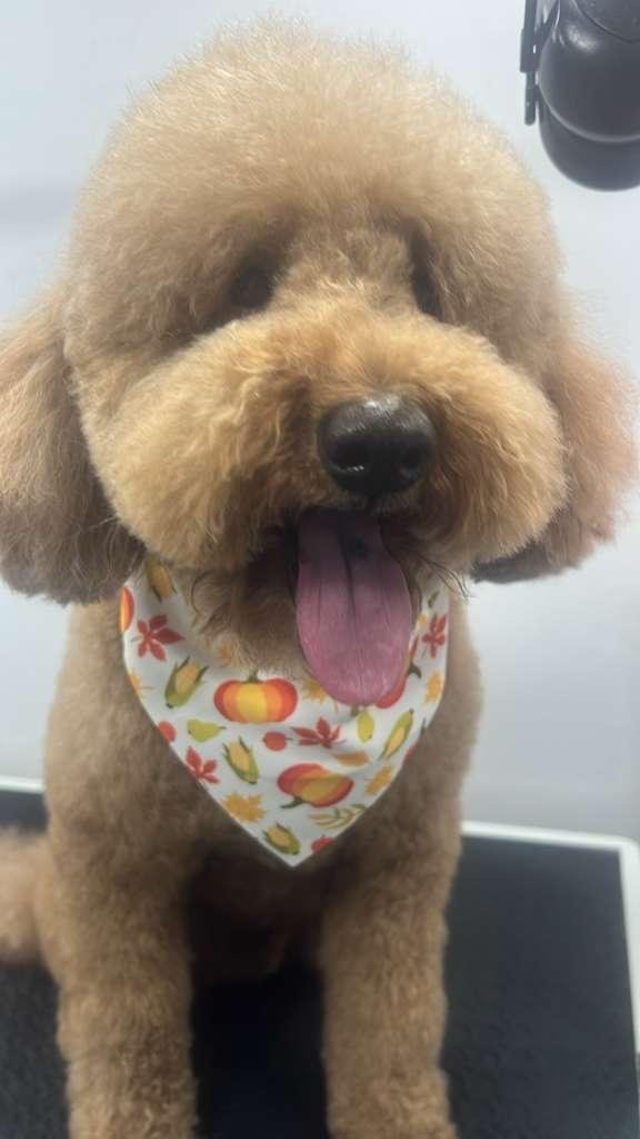 Pet grooming